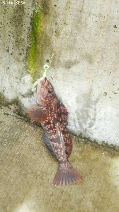 �����ʥ�