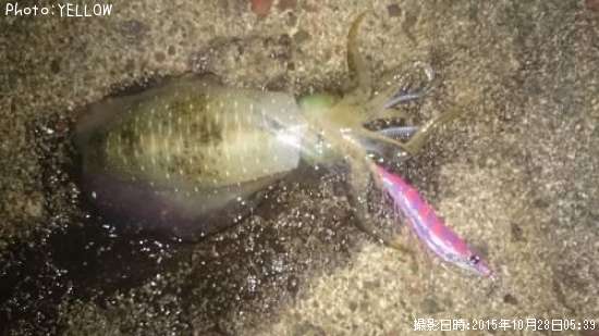 �����ꥤ��