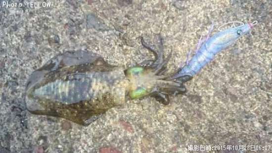 �����ꥤ��