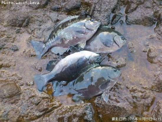 �����᥸��