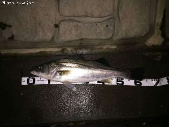 �����Х�