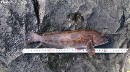 �����ʥ�