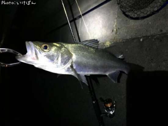 �����Х�