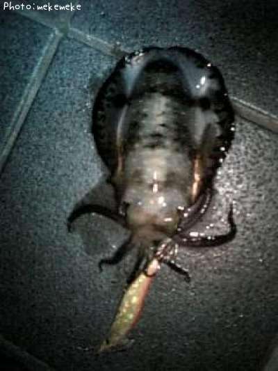 �����ꥤ��