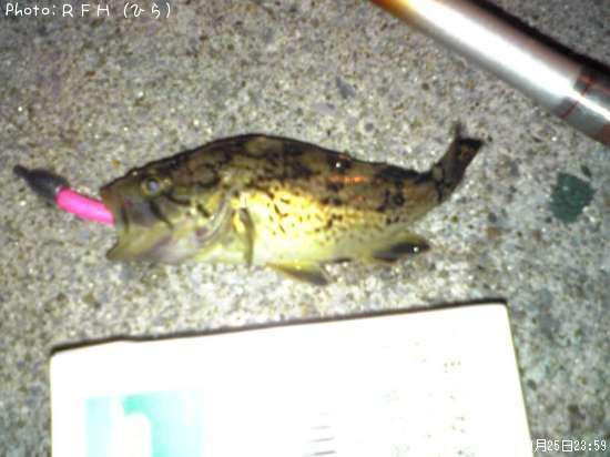 ���ӥ���