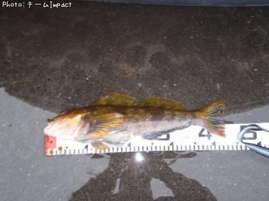 �����ʥ�