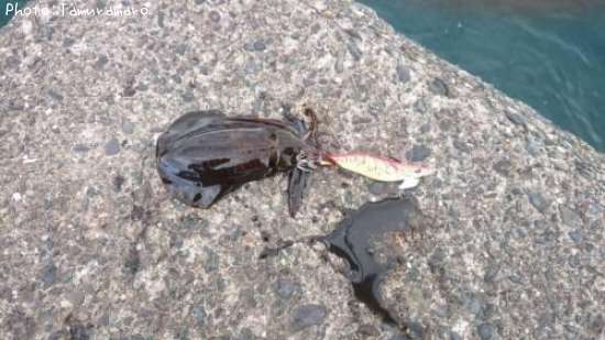 �����ꥤ��