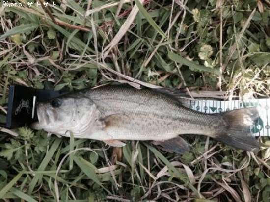 �֥�å��Х�