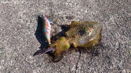 �����ꥤ��