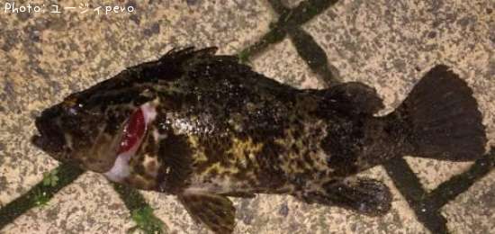 �����Υ���Х�