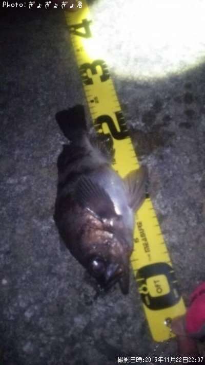 ��Х����