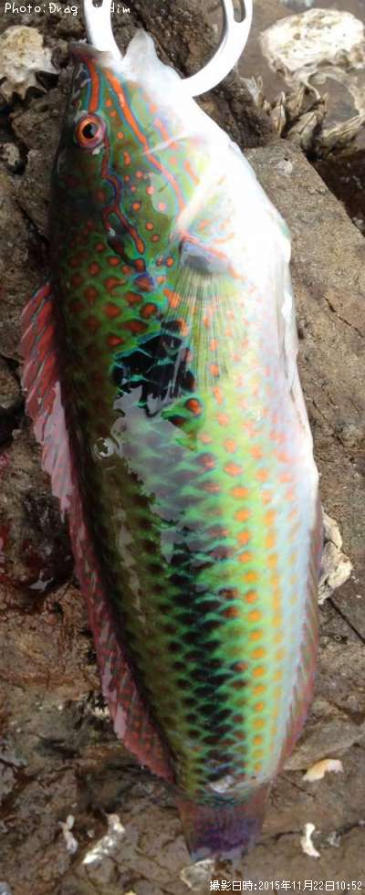 ���奦����