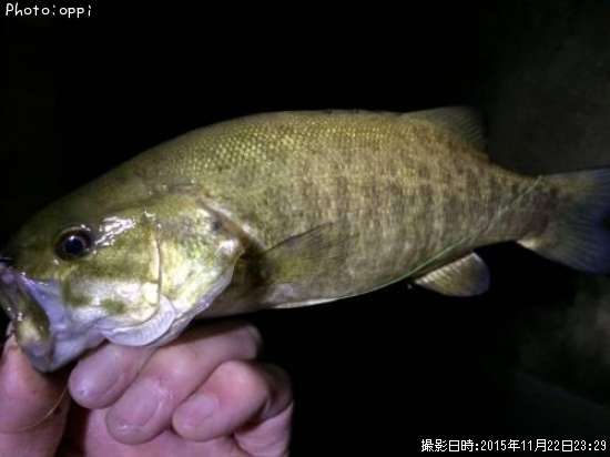 �֥�å��Х�