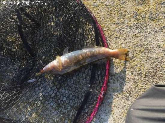 �����ʥ�