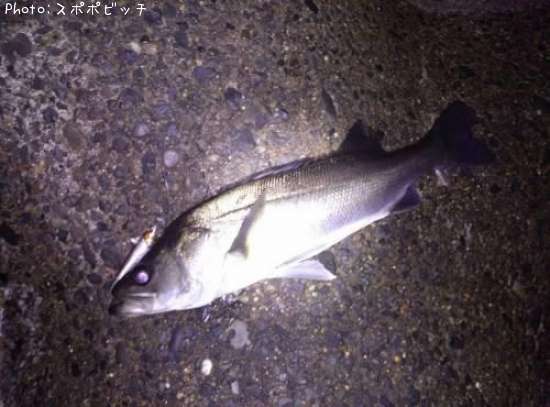 �����Х�