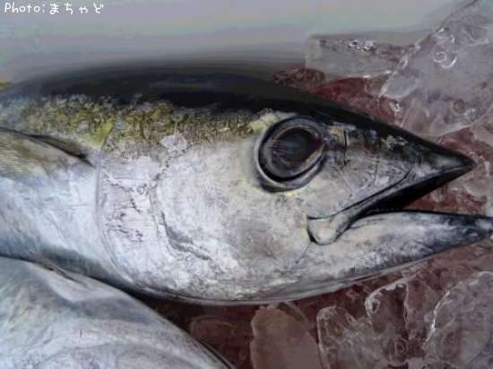 ����Хˡ��ڥ��ϥ��ޥ�����