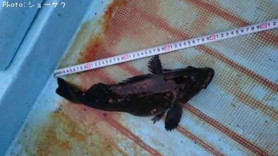 �����ʥ�