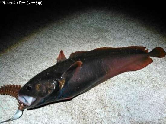 �������������ʥ�