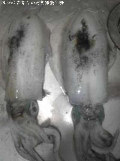 �����ꥤ��