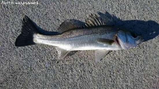 �����Х�