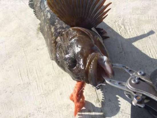 �����ʥ�