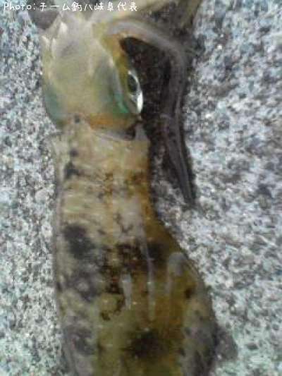 �����ꥤ��