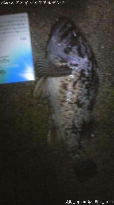 �٥å�������