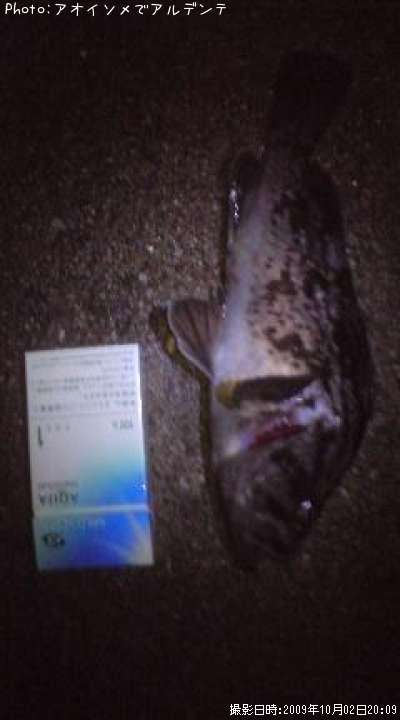 �٥å�������