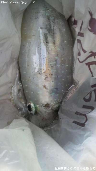 �����ꥤ��