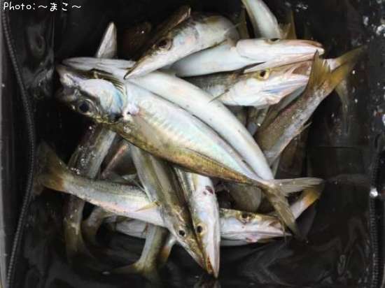 ���������ޥ�