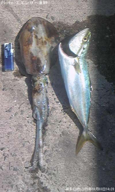 �����ꥤ��