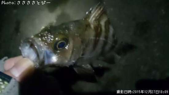 ��Х������