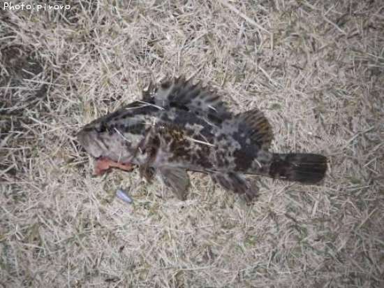 �����Υ���Х�