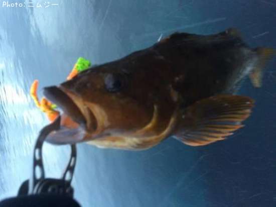 �����ʥ�