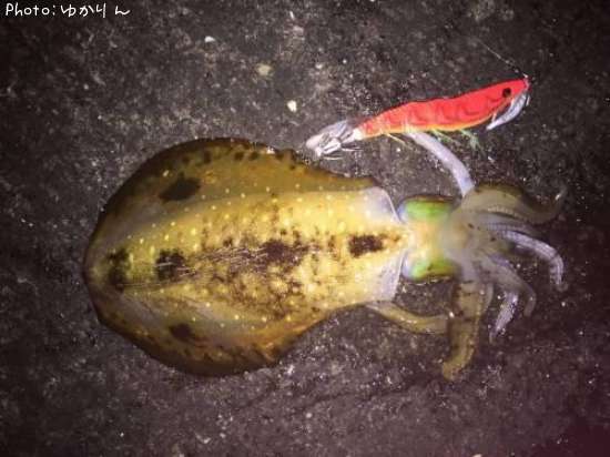 �����ꥤ��