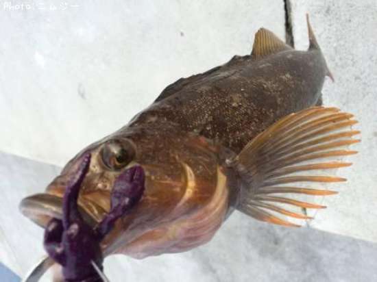 �����ʥ�