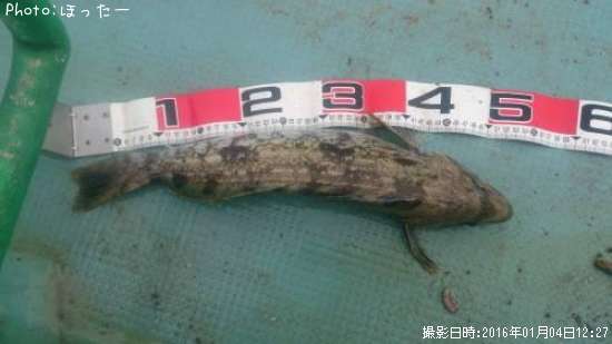 �����ʥ�