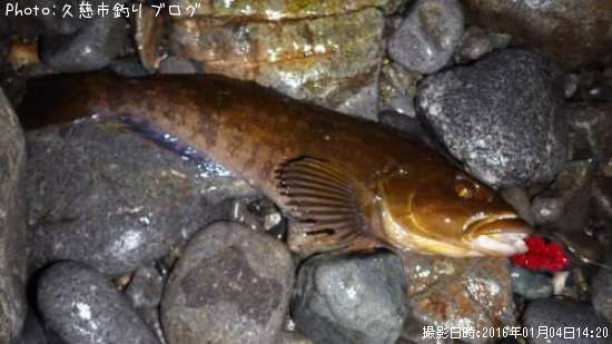 �����ʥ�