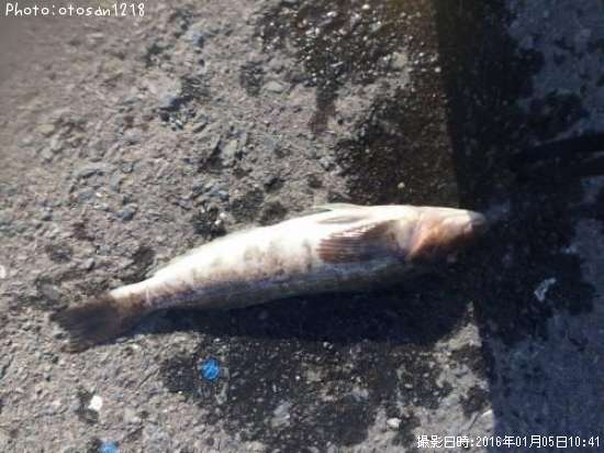 �����ʥ�