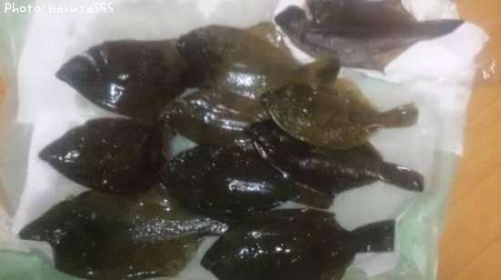 �ޥ����쥤