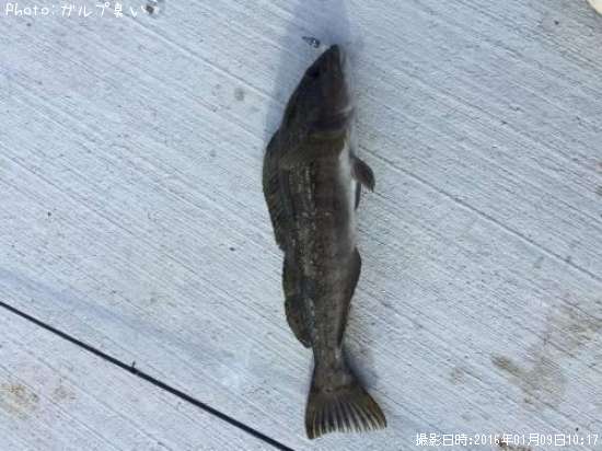 �����ʥ�