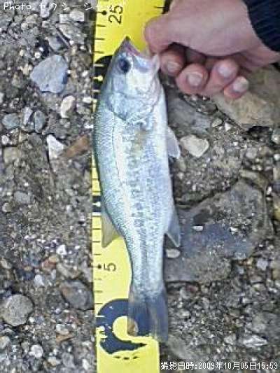 �֥�å��Х�