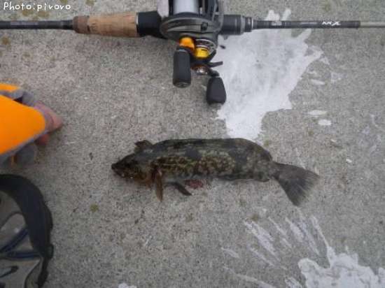 �����ʥ�