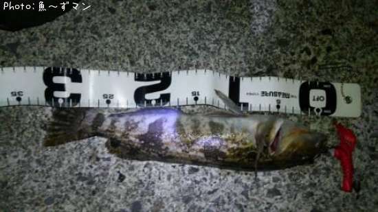 �����ʥ�