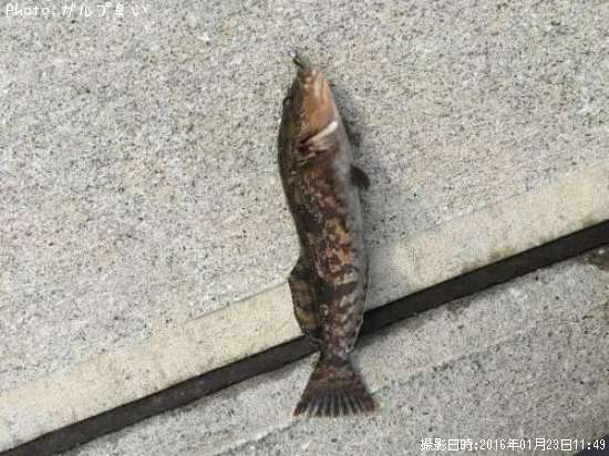 �����ʥ�