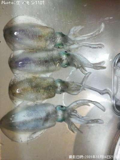 �����ꥤ��