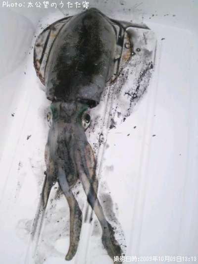 �����ꥤ��