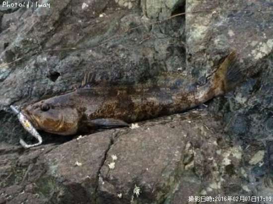 �����ʥ�