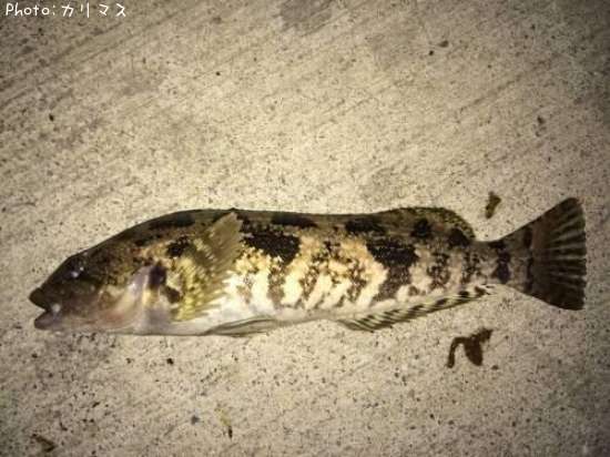 �����ʥ�