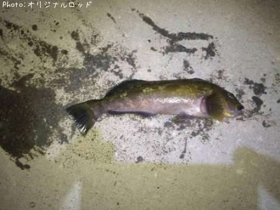 �����ʥ�